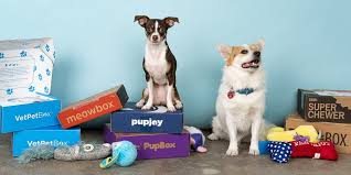 Pupbox Net Worth