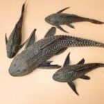 Suckermouth Catfish: All Information You Need for Proper Care