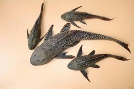 Suckermouth Catfish: All Information You Need for Proper Care