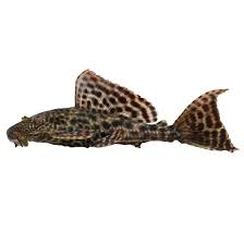 suckermouth catfish