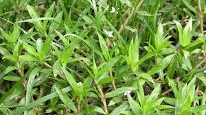 Virginia buttonweed