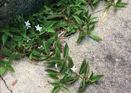 Virginia buttonweed
